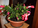 Schlumbergera Bridgesii